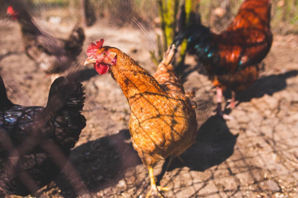 Free Image of Group of Chickens Standing on Top of a Dirt Field 