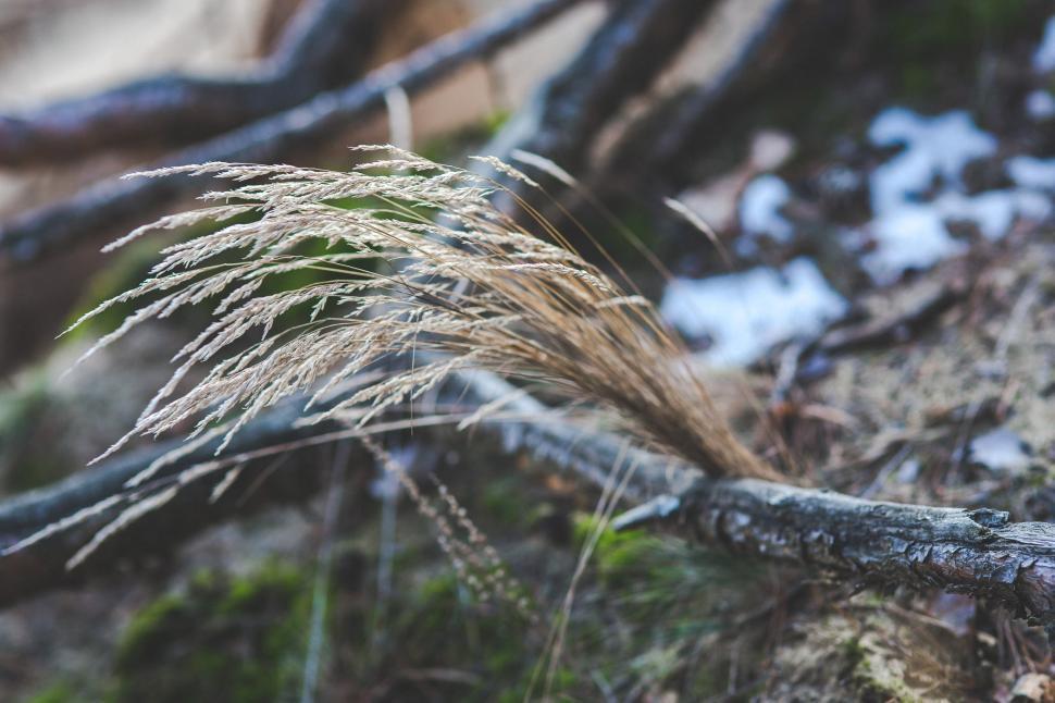 Free Image of Close Up of Plant on Rocky Surface 