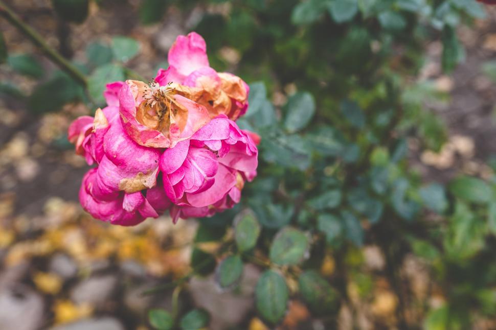 Free Image of Pink Flower Blooming in Garden 