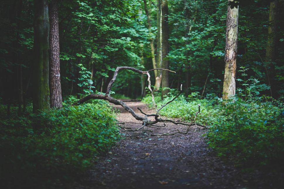 Free Stock Photo of Fallen Tree Blocking Path in Forest | Download Free ...