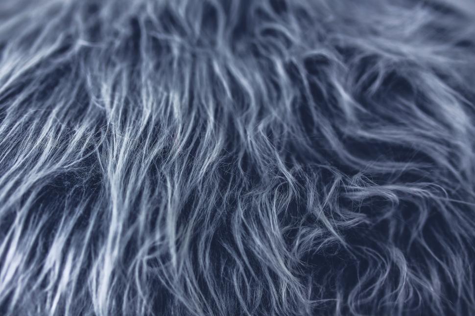 Free Stock Photo of Close Up of a Furry Animals Fur | Download Free ...