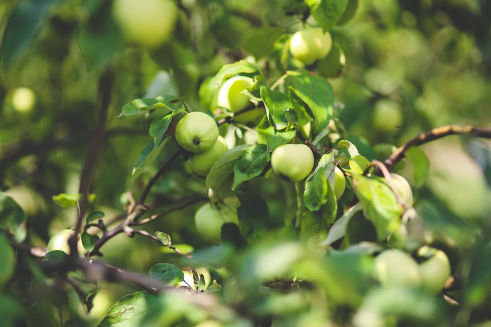 Free Image of Tree Bursting With Green Fruit 