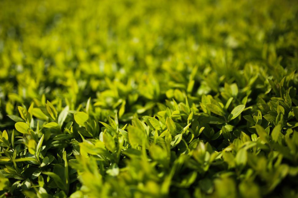 Free Image of Close Up of Lush Green Plants 