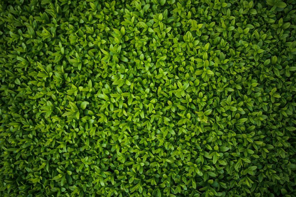 Free Image of Close Up View of a Green Plant 