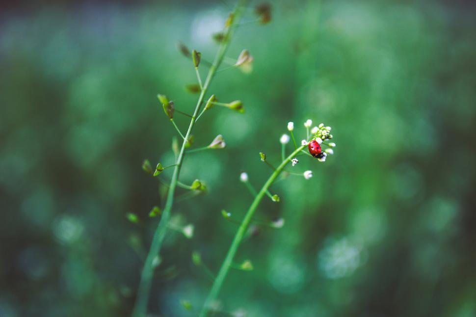 Free Image of Close Up of a Flower With Blurry Background 