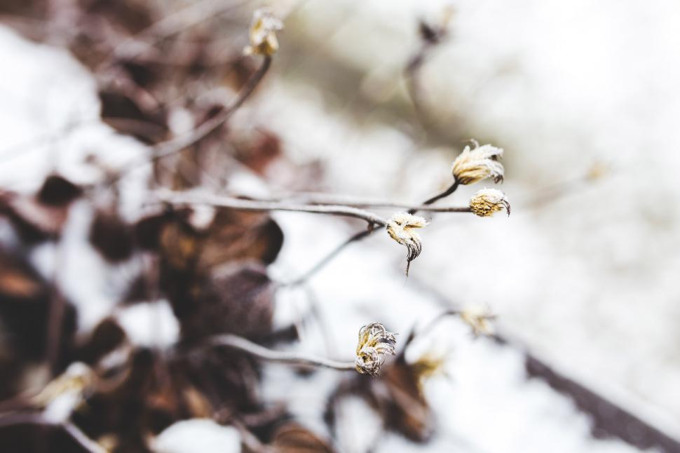 Free Image of Close Up of Branch With Small Flowers 