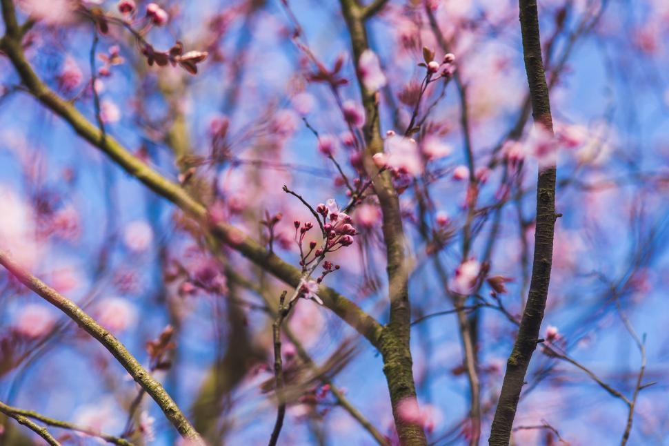 Free Image of Close Up of a Tree With Pink Flowers 