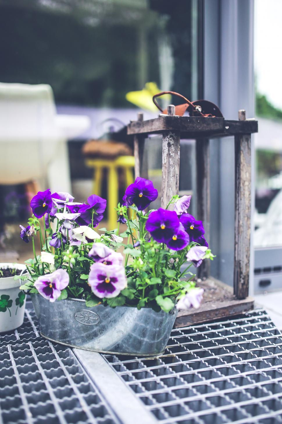 Free Image of Potted Plant on Metal Grate 