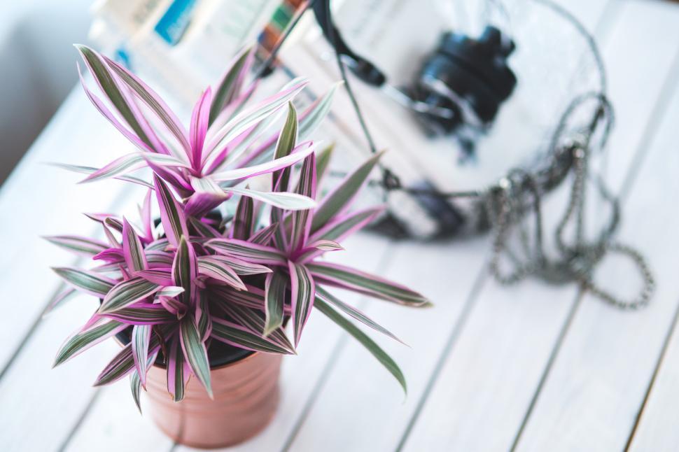 Free Image of Potted Plant on Wooden Table 