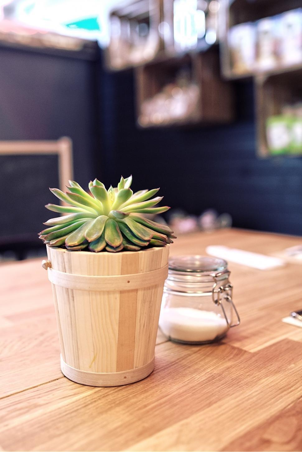 Free Image of Potted Plant on Wooden Table 