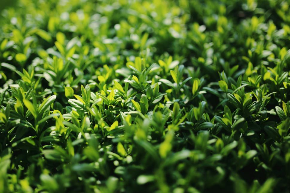 Free Image of Close Up of a Bush With Green Leaves 