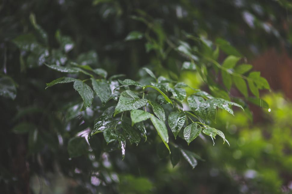 Free Image of Leafy Plant With Red Umbrella in Background 