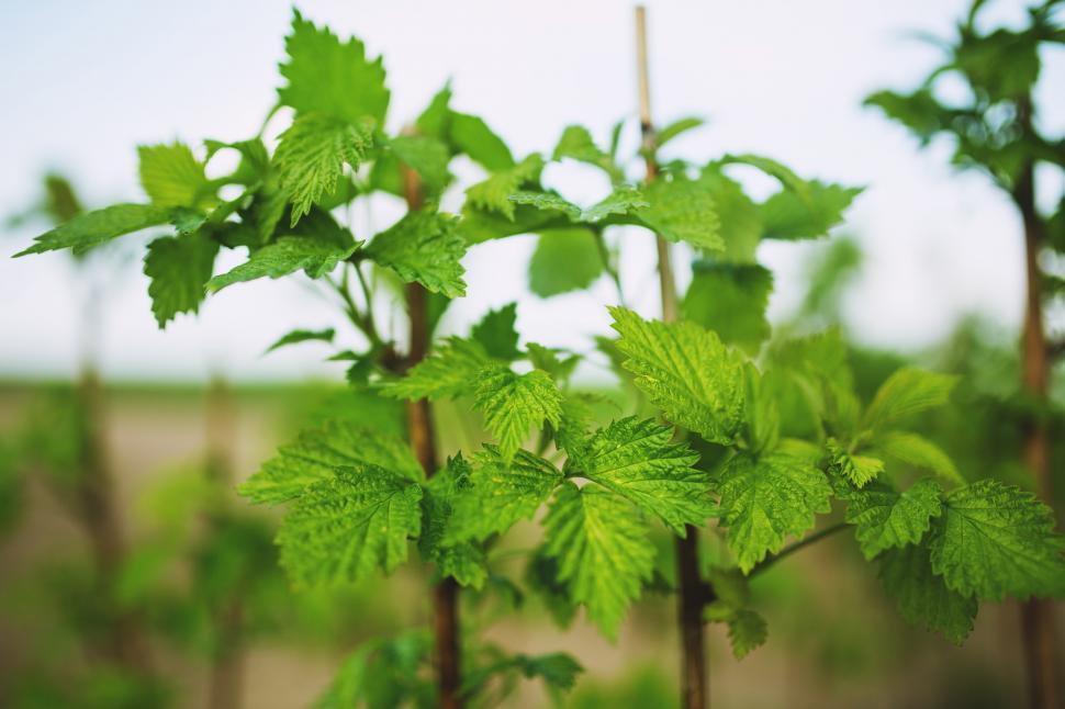 Free Image of Close-up of Vibrant Green Leaves 