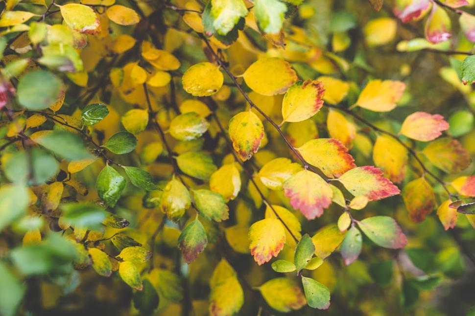 Free Image of Cluster of Yellow and Red Leaves Adorning Tree Branches 