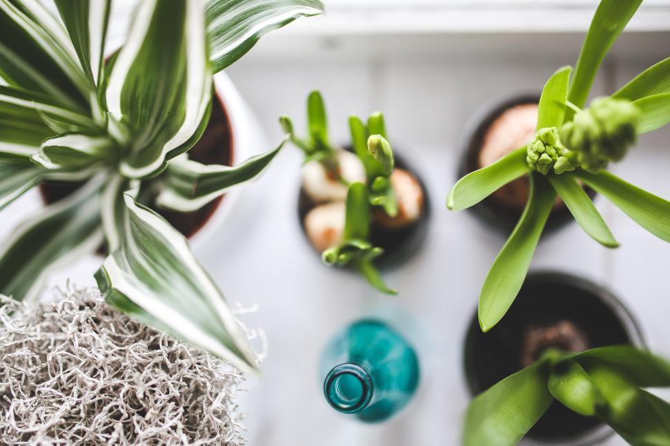 Free Image of Group of Potted Plants Arranged Together 