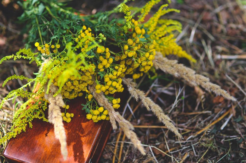 Free Stock Photo of Yellow Flowers on Wooden Box | Download Free Images ...