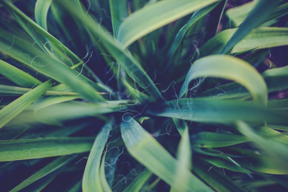 Free Image of Close Up of a Green Plant With Leaves 