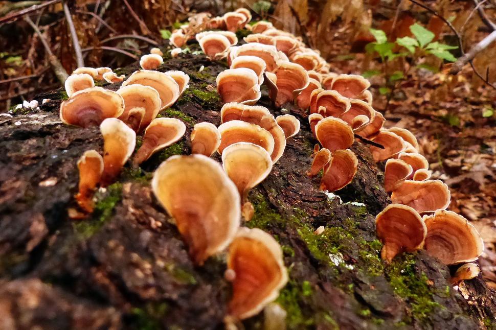 fungi on trees