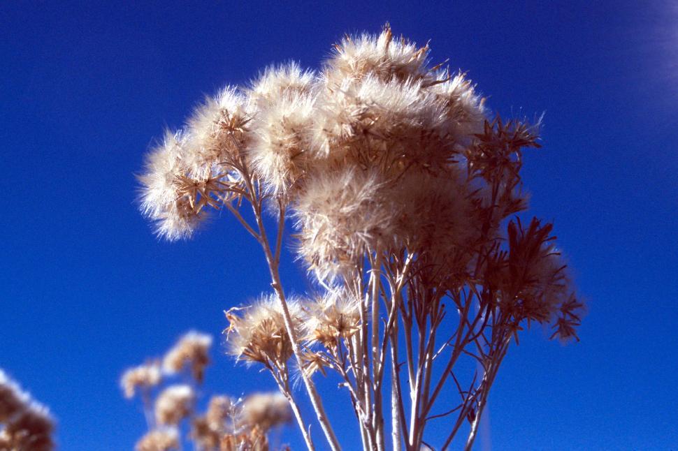 Free Image of Dried seeds 