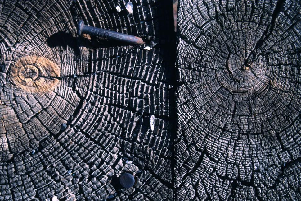 Free Stock Photo of Wooden end grain texture Download Free Images and