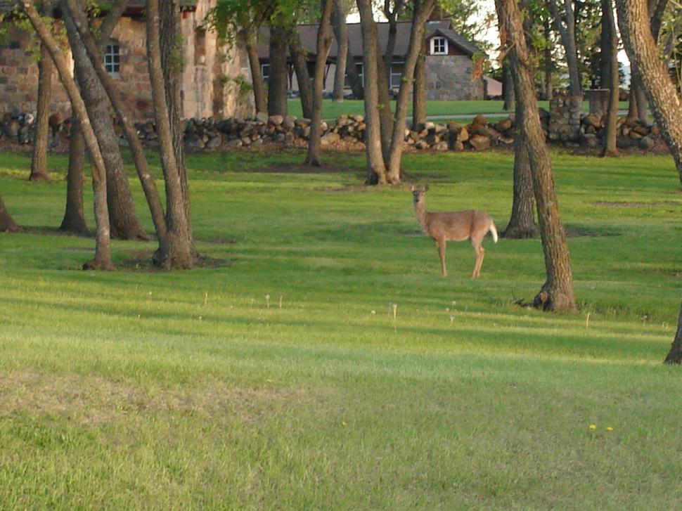 Free Image of Deer near old buildings 