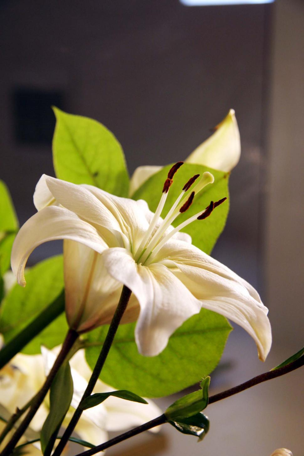 Free Image of Stargazer Lily Bloom 