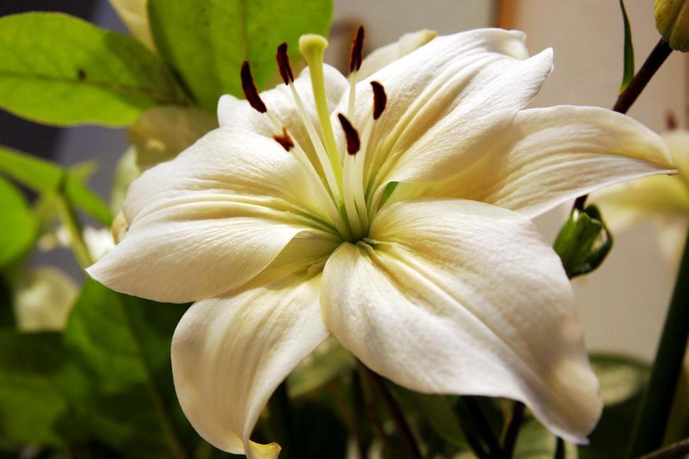 National Flower Of Kazakhstan Best Flower Site