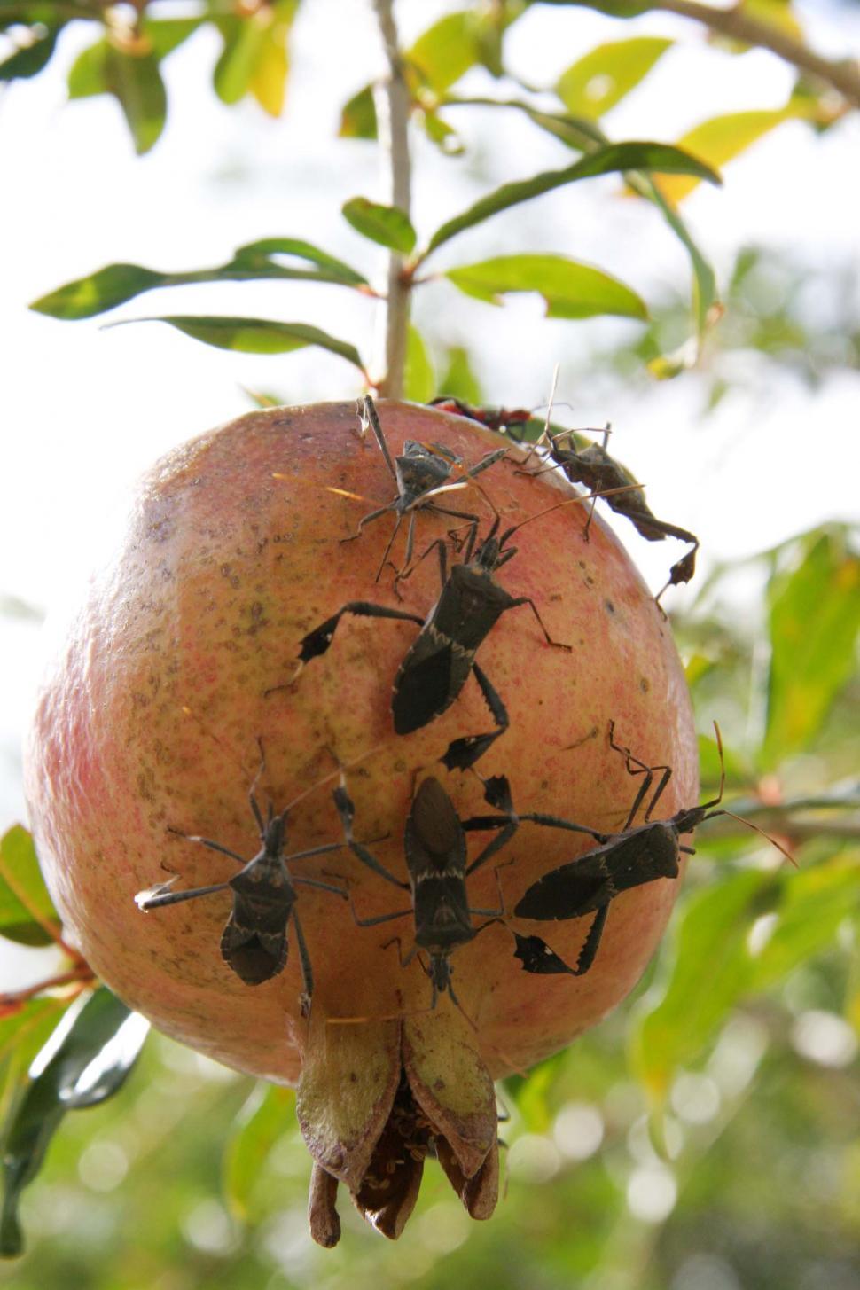 Free Stock Photo of Many bugs on a pomegranate | Download Free Images ...