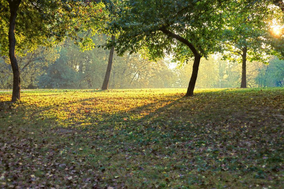 Free Image of Trees  