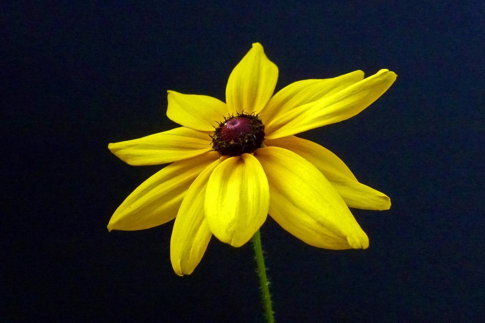 Free Image of Black-Eyed Susan Flower  