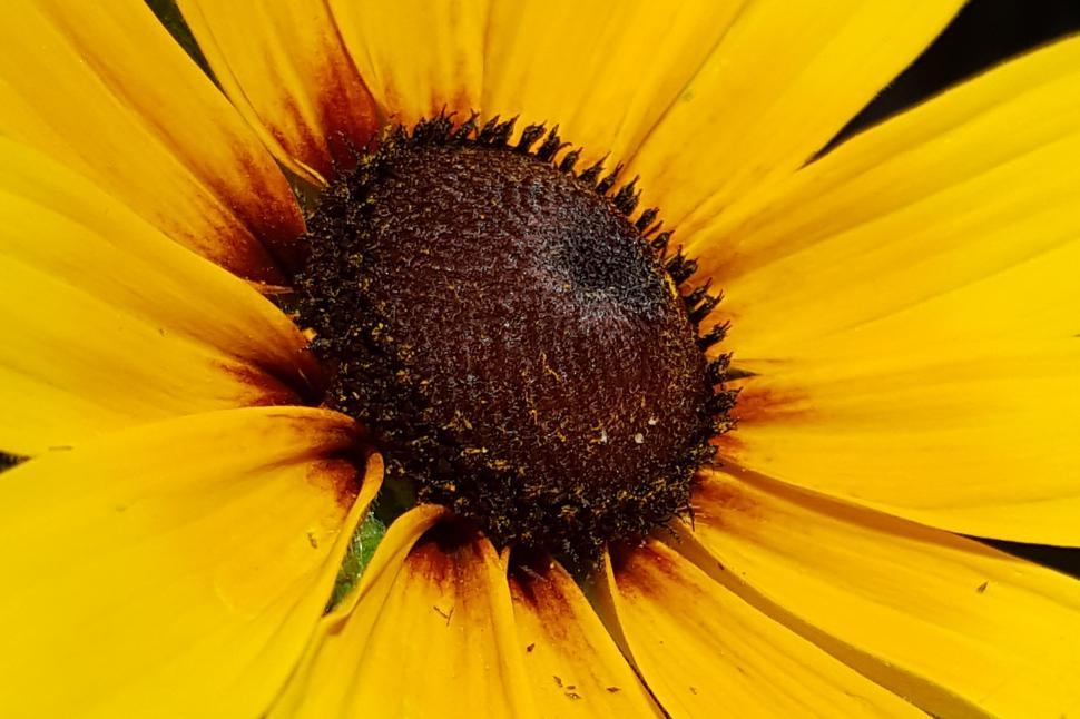Free Image of Black-Eyed Susan Flower Closeup 