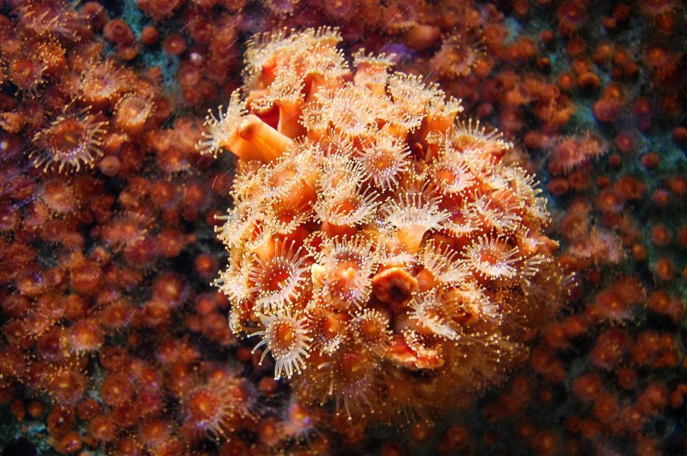 Free Stock Photo of Close Up of a Sea Anemone on a Coral | Download ...