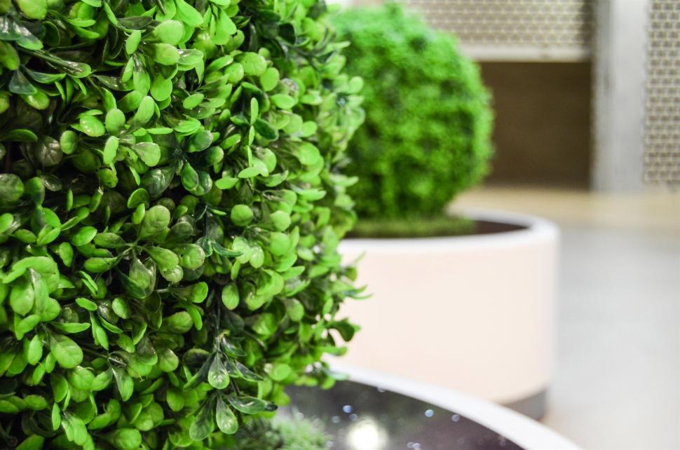 Free Image of Close Up of a Plant in a Pot 
