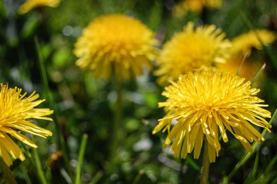 Free Image of Close Up of a Bunch of Yellow Flowers 