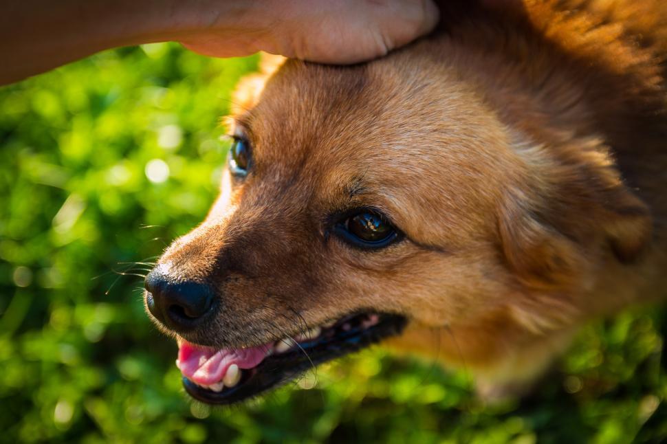 Free Stock Photo of Person Petting a Dog Close Up | Download Free ...