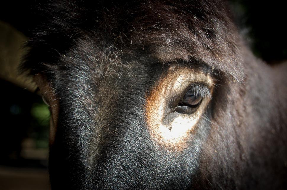Free Image of Close Up of a Black Animals Eye 