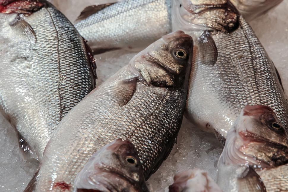 Free Stock Photo of Group of Fish Sitting on Top of Ice | Download Free ...