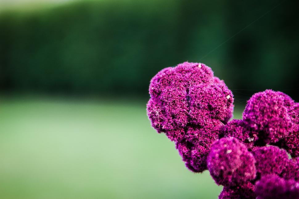 Free Image of Close Up of a Purple Flower With Blurry Background 