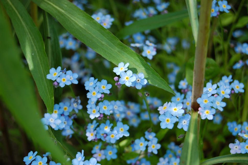 Free Image of Group of Blue Flowers in Grass 