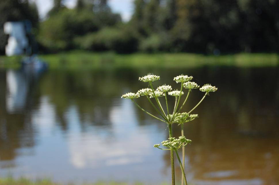 Free Image of Small White Flower by Water 