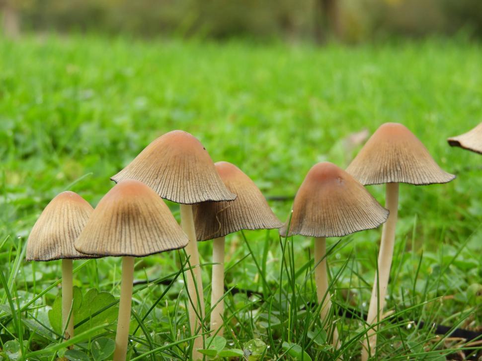 Free Stock Photo of Wild mushroom growing in a lawn | Download Free ...