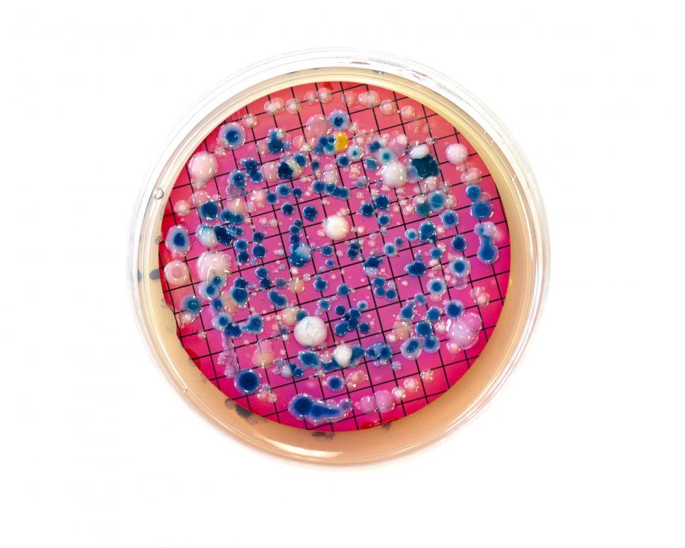 Free Image of Escherichia coli colonies isloated on white 