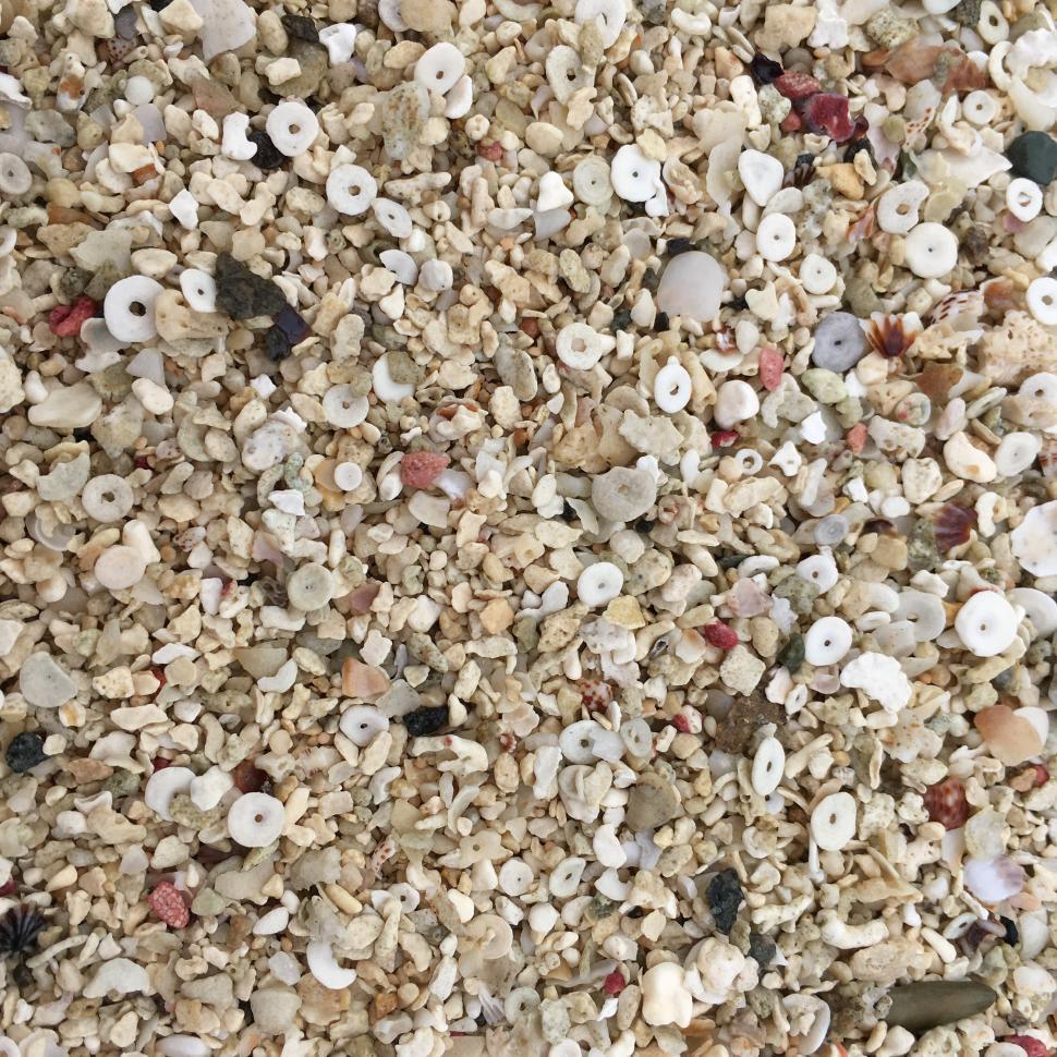 Free Image of Seashells 