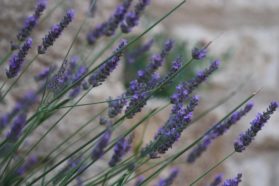 Free Image of Lavender 