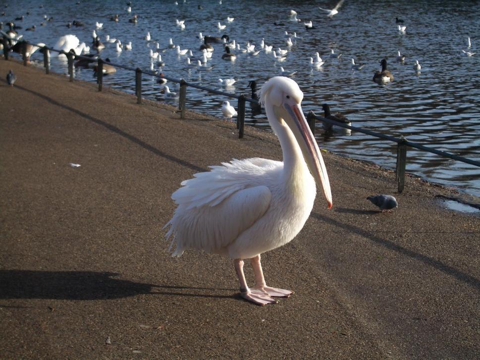 Free Image of Pelican 