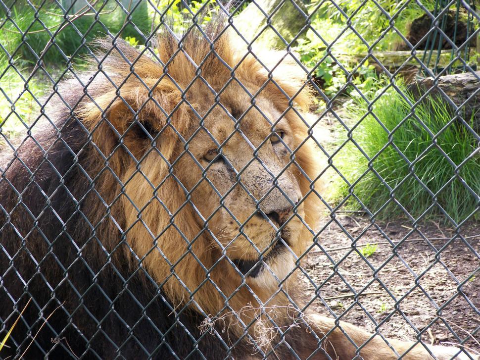 Free Image of King Of The Cage  