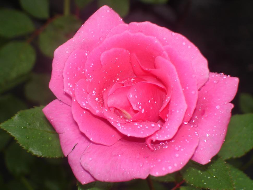 Free Image of Flowers 