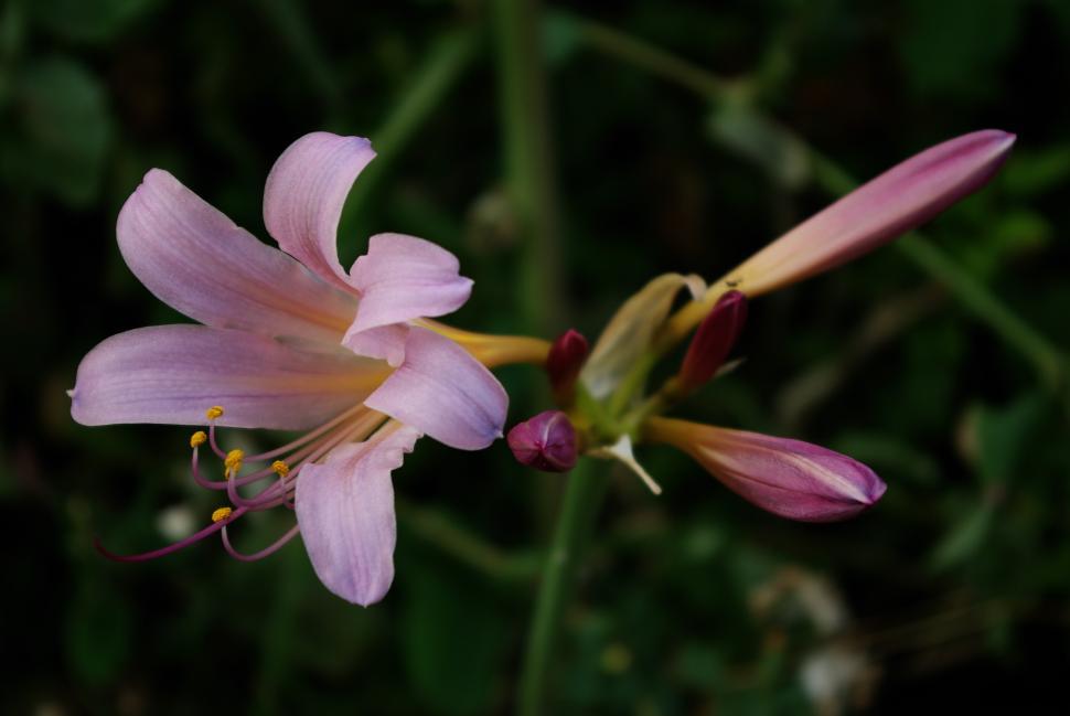 Free Image of Flowers 