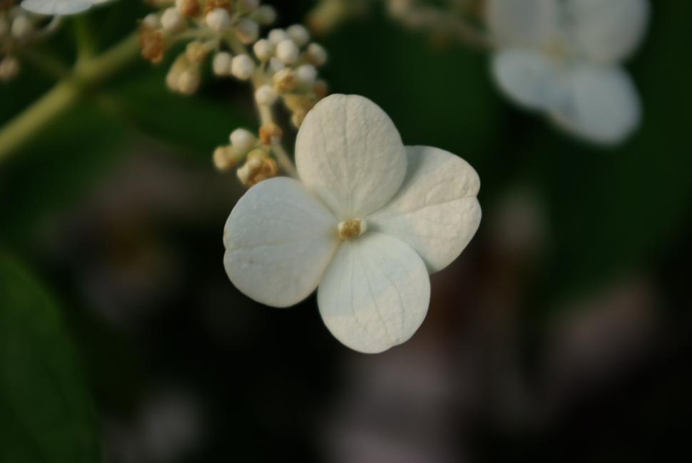 Free Image of Flowers 
