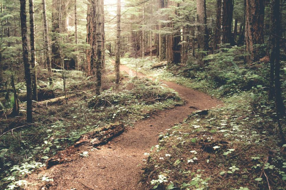 Free Image of View of Forest Trail 